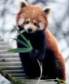 Kleiner Panda (Ailurus fulgens)