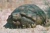 Wüstenschildkröte
